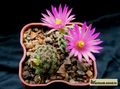 MAMMILLARIA hernandesii